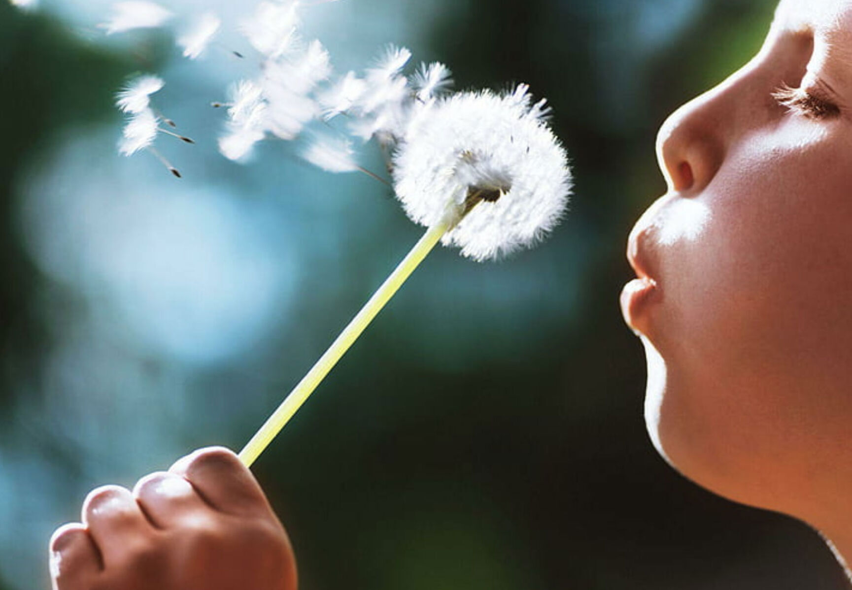 Dandelion
